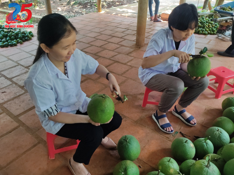 Bảo quản bưởi da xanh tại vườn bằng chế phẩm sinh học nano-chitosan